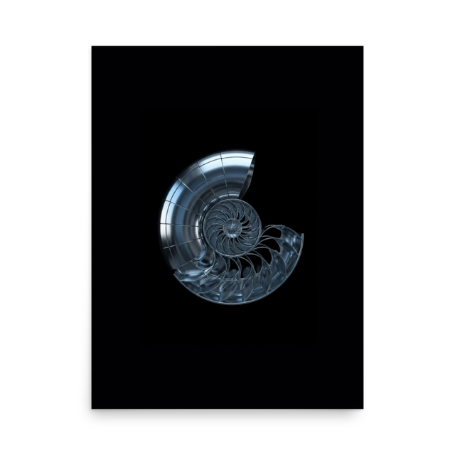 Nautilus Shell
