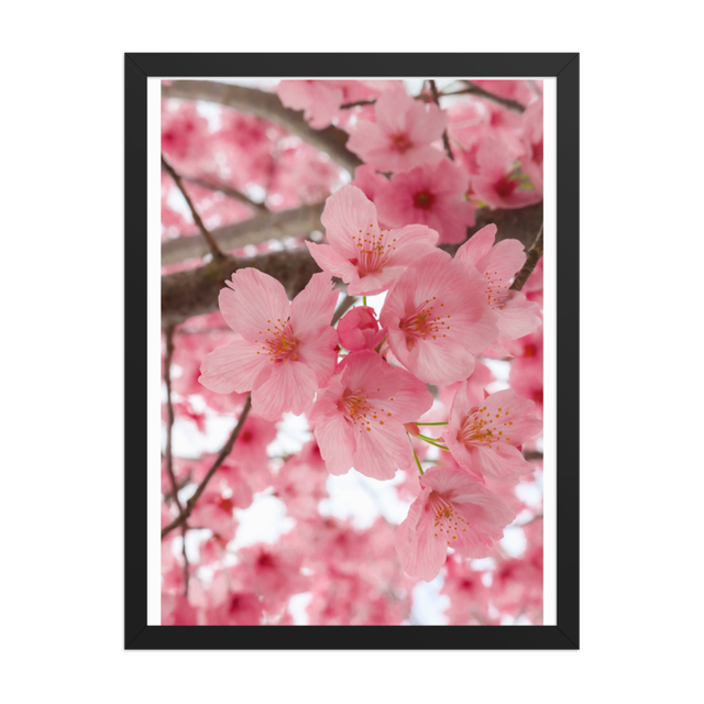 Pink Cherry Blossom Framed Poster Spring Art