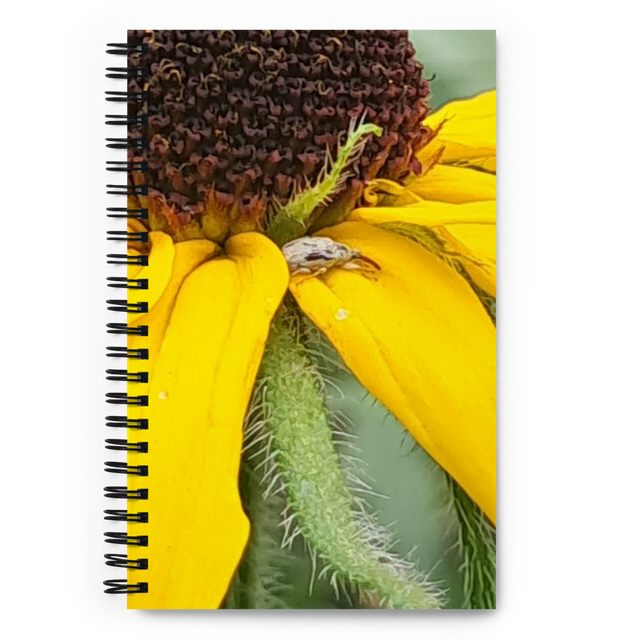 Notebook bug