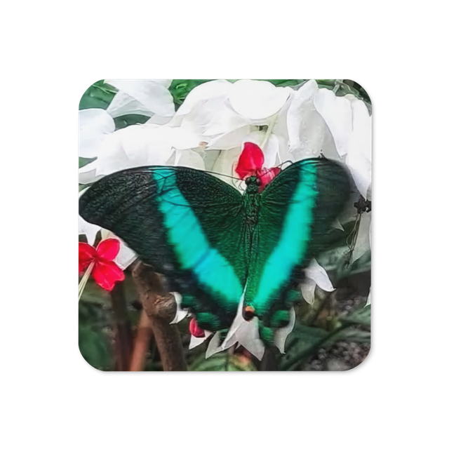 🦋 butterfly coaster